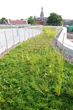 Green Roof, Hamline University, St. Paul, Minn.