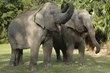 Happy Birthday Panya; Audubon Zoo's Asian Elephant Turns 50