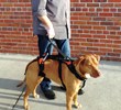 Blue Dog Designs Launches Dog Walking Accessories For The Help ‘Em™ Up...