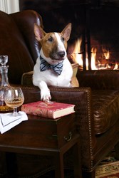 A photo of a very handsome dog