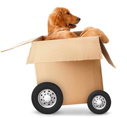 TRC Illustrates Stress-less Moving for your Pets