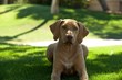 Liver Nose Ridgeback Becomes New Grand Champion in Record Time