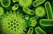 Good Gut Germs for Weight Loss and Improved Health Released by Health...
