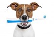 Veterinarian San Diego: 5 Signs Your Dog or Cat Needs Dental Care