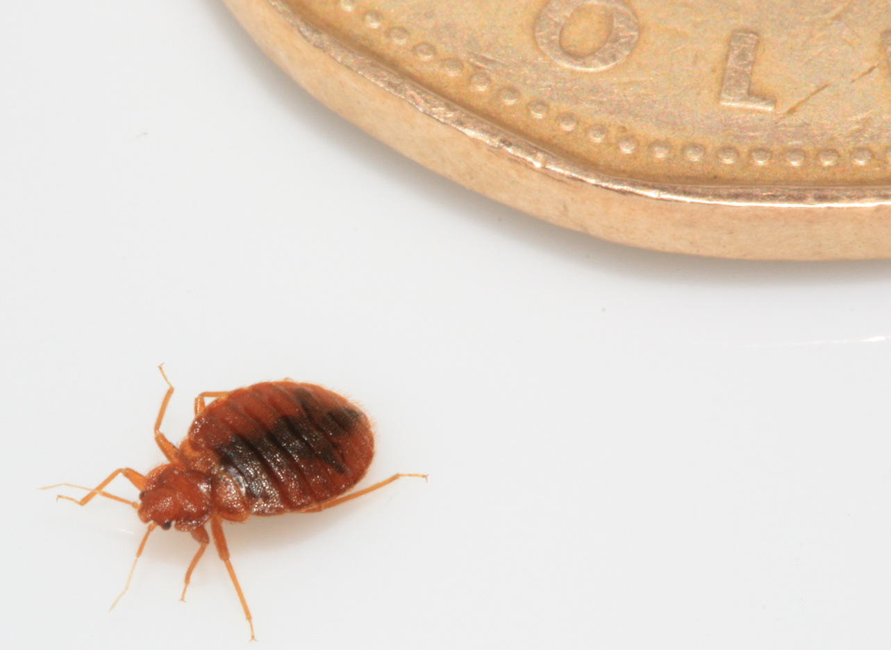 Bed Bugs Force Hotel Guest to Chop Hair, My Cleaning Products Shares ...