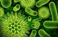 Good Gut Germs