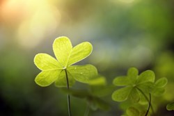 Image of a Clover