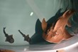 Newport Aquarium’s Sweet Pea, the First Documented Shark Ray to Breed...