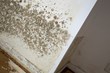 Flooding Leaves Bonaire Residents Fearing Possible Mold Problem, AGC...