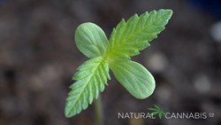 Natural Cannabis Company seedling