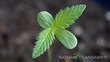 The Natural Cannabis Company Provides Popular and Rare Genetics for...