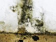 Mold Leaves Ridgeway Rescue Squad With Thousands-Worth of Damages; My...