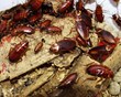 Cockroaches Infiltrate Glasgow Primary School, My Cleaning Products...