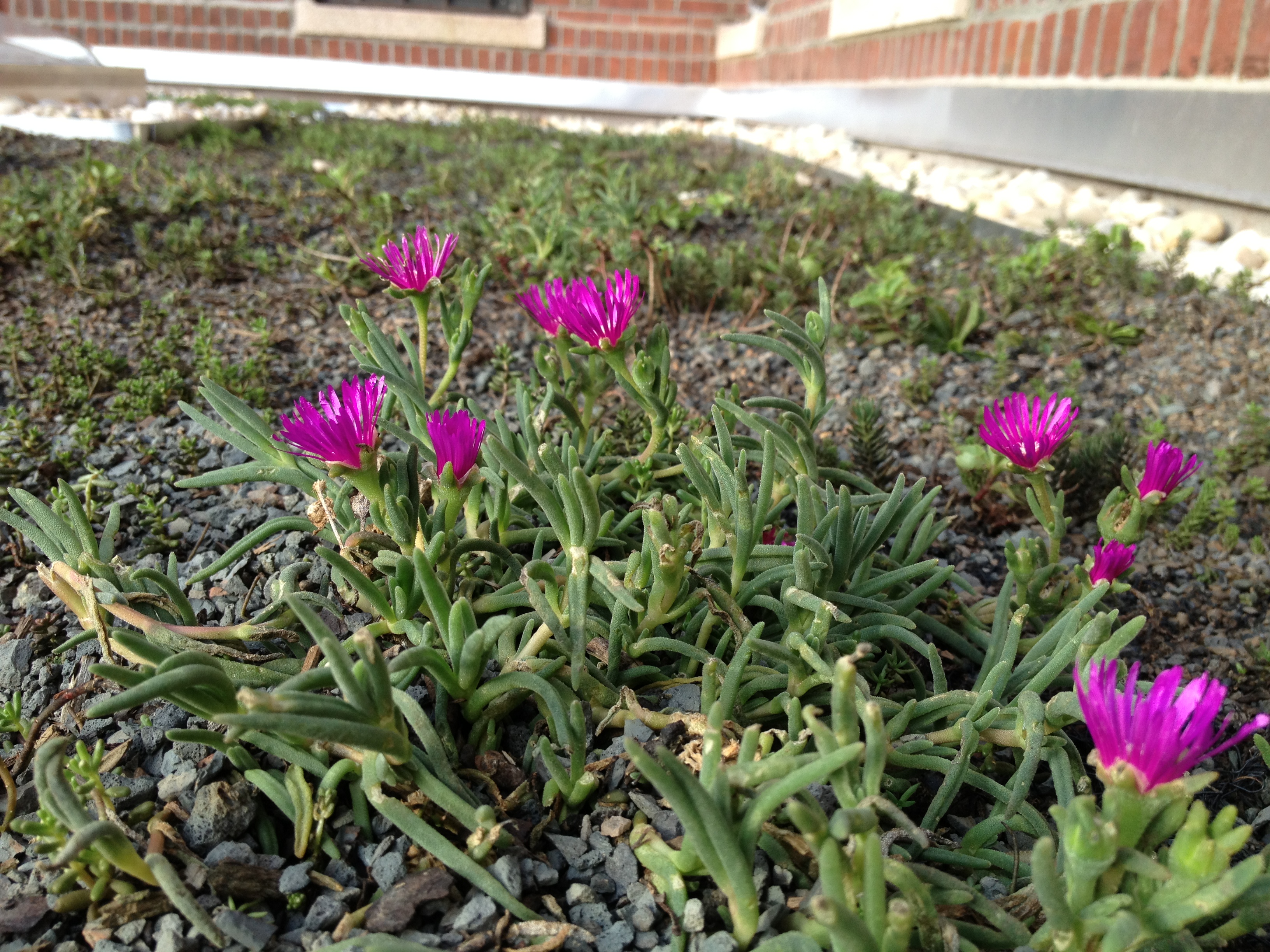 Xero Flor Green Roof System from Xero Flor America Selected for Findlay