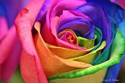 <Los Angeles Flower District California Flower Mall>