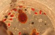 Lawrence City Pushes New Policy to Fight Bed Bugs, My Cleaning...
