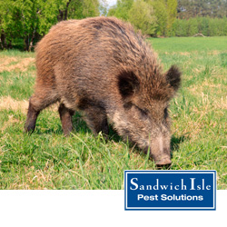 feral pigs in honolulu