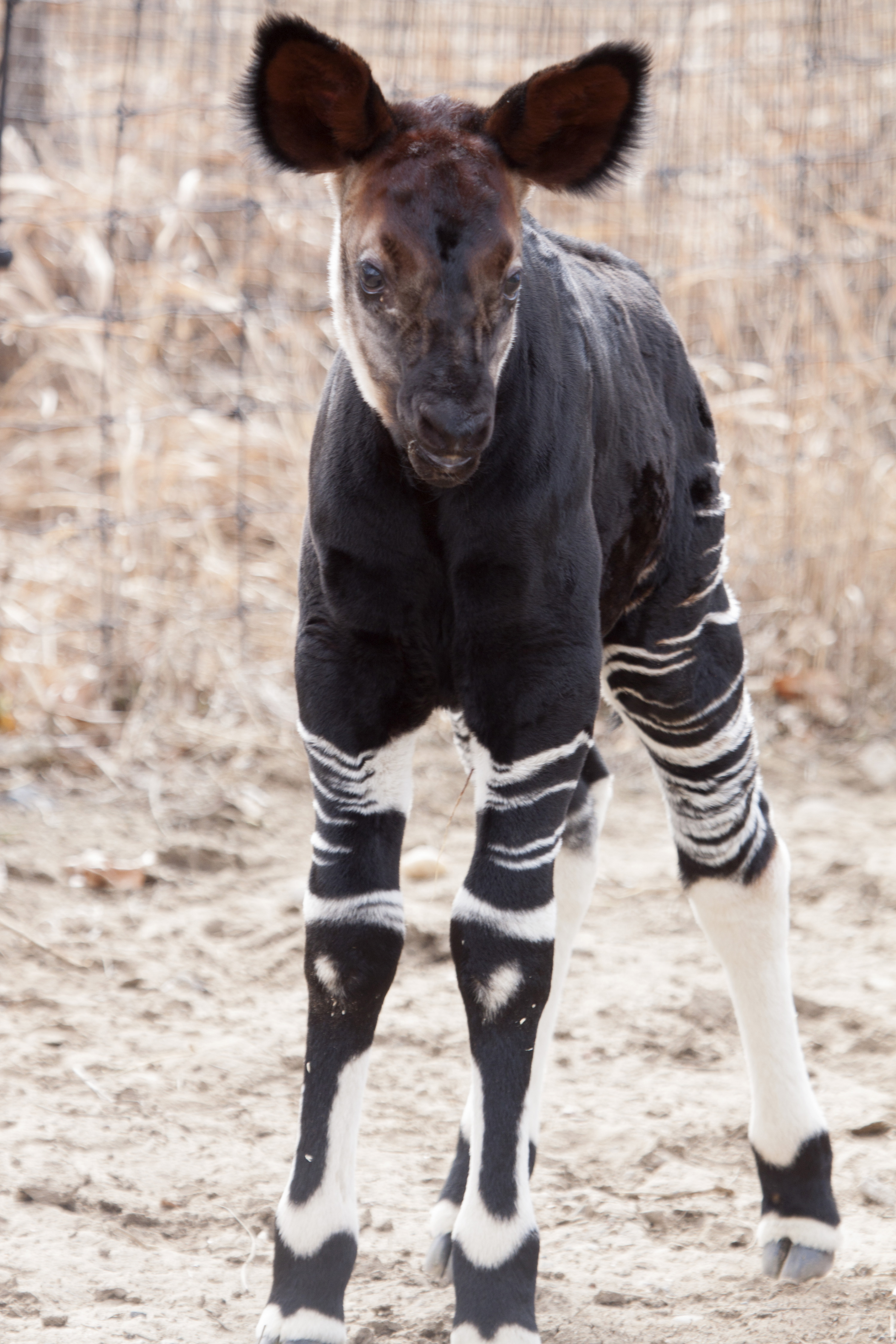 Rare Okapi Calf Only Sixth Birth of Species at Denver Zoo