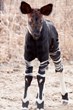 Rare Okapi Calf Only Sixth Birth of Species at Denver Zoo