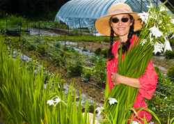 Local, sustainably grown acididanthera from Lilies and Lavender flower farm in Doylestown, PA
