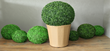 Geranium Street Floral Has Received Another Large Shipment of...