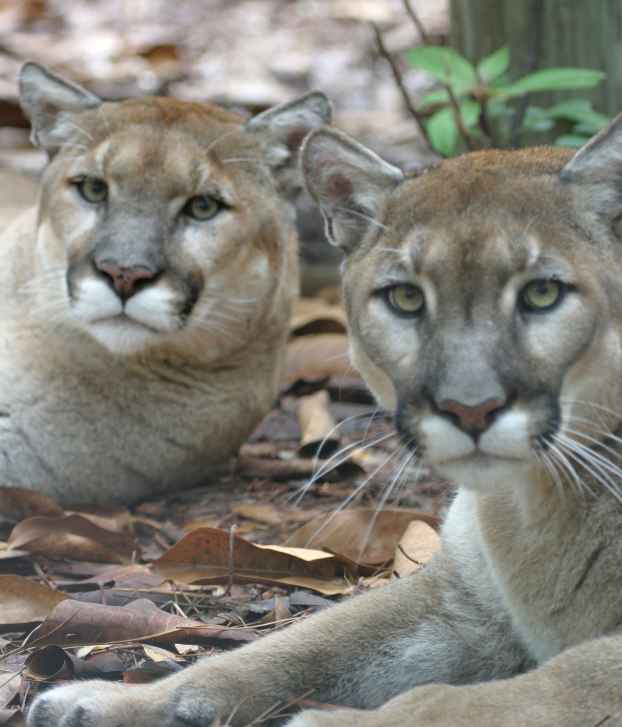 Naples Zoo and Conservation Partners Celebrate Save the Panther Day on