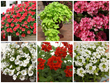 Suntory Flowers Showcases Top Performing Plants at the 2014...