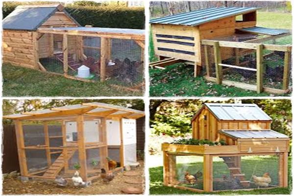 Building A Chicken Coop Review Reveals How To Build A Chicken Coop ...