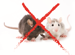 Regulations Impact Rodenticide Sales, sees Kline