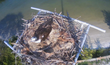 Pink Shell Beach Resort & Marina Offers Live HD View of Fort Myers...