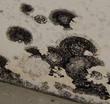 Chicago College Faces Mold Problem, My Cleaning Products Asserts Two...