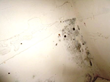 Mold Contaminates Mary Ingles Elementary School, Florida Air Quality...