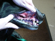 Animal Emergency & Referral Center of Minnesota Offers Tips on Pet...