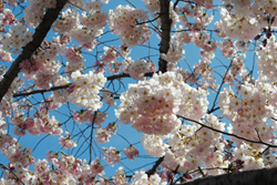 Cherry Blossoms
