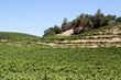 The Savory Affair Offers Two Wine-Themed Trips of a Lifetime