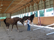 The Horse Institute Announces Crowdfunding to Raise $5,000 for...