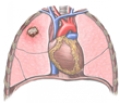 Nucleus Medical Media Featured Contributor to Lung Cancer Guidebook