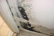 Mold Prompts Evacuation of Courthouse Employees, Florida Mold...