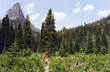 Naturalist Journeys Announces a Hiking and Nature Tour to Glacier and...