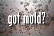 NAMFS Hosts Webinar on "Mold: Things you Should Know” for Members