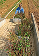 West Virginia Division of Forestry Extends Deadline to Order Seedlings