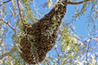 Senske Services Warns Homeowners about Increased Africanized Honey Bee...