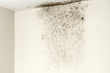 Mold Forces Evacuation of Washington County Courthouse Employees, My...