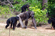 Chimp Haven Announces 2014 Chimpanzee Discovery Days Schedule