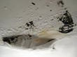 Mold in Dayton Public Housing Prompts Protest, My Cleaning Products...