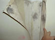 Mold in Florida Condominium Complex Upset Residents; AGC Environmental...