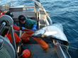 Alaska’s Halibut and Black Cod Harvest Season Opens Saturday