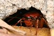 Cockroaches Persist in Amherst Student Housing, My Cleaning Products...