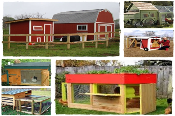 Chicken Coop Guides Review | How To Build Chicken Coops With Ease 