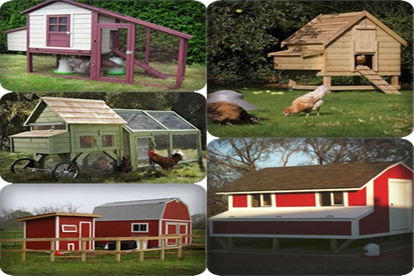 Chicken Coop Guides Review | How To Build Chicken Coops With Ease 